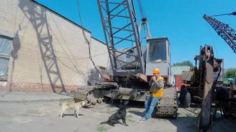 Pye-dog. Construction crane operator lunches with stray dogs Stockbeeldmateriaal 52656865