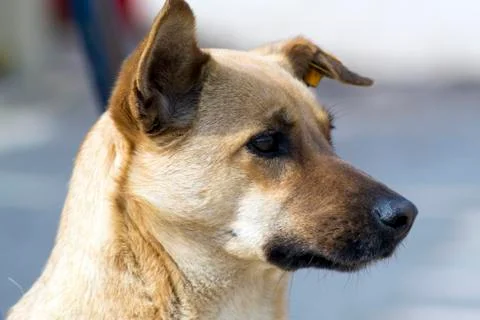Pye-dog Stock Photos