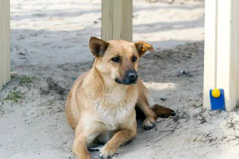 Pye-dog Stock Photos