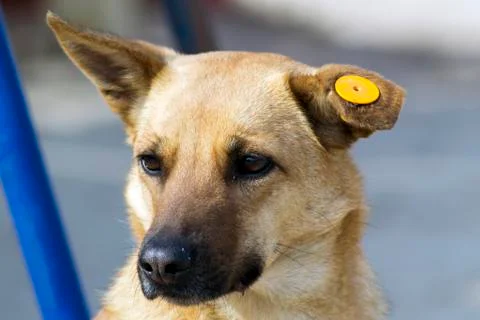 Pye-dog Stock Photos
