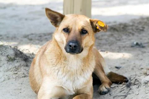 Pye-dog Stock Photos