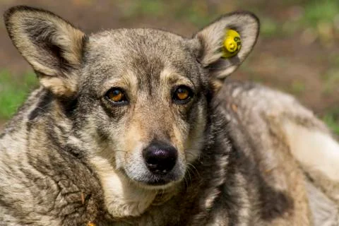 Pye-dog Stock Photos
