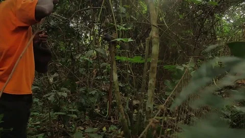 Pygmies hunt with net Stock Footage 103612102