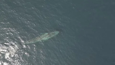 PYGMY BLUE WHALE Stock Footage 263521807