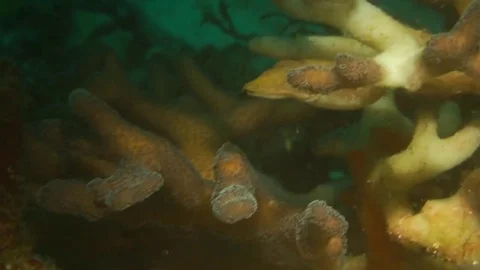 Pygmy cuttlefish catches prey Video stock 72267105
