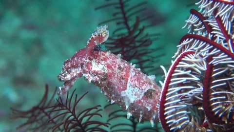 Pygmy cuttlefish Stock Footage 90654260