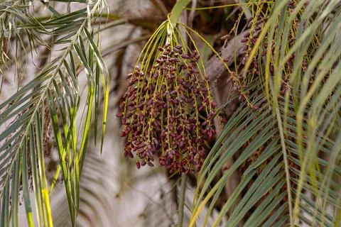 Pygmy Date Palm Foto stock