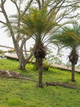 Pygmy Date Palm Tree Stock Photos