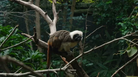 Pygmy dwarf monkey living on a tree branch in forest ecosystem, animal wildlife Stock Footage 223666633