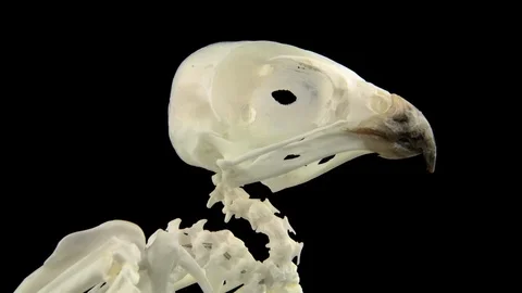 Pygmy falcon skeleton, close up. 스톡 동영상 93036072