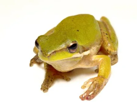Pygmy frog on white 写真素材