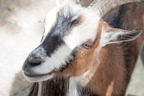 Pygmy goat Foto stock