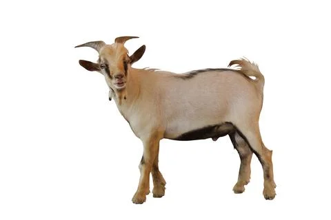 Pygmy goat Stock Photos
