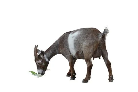 Pygmy goat Stock Photos
