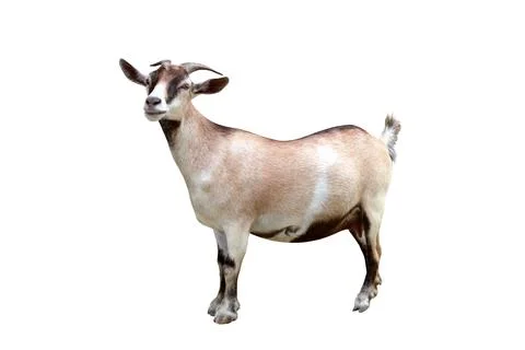 Pygmy goat Stock Photos