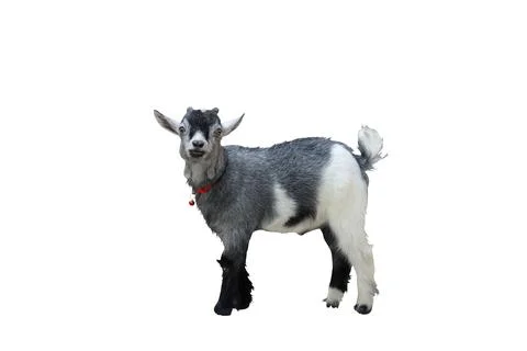 Pygmy goat Foto stock