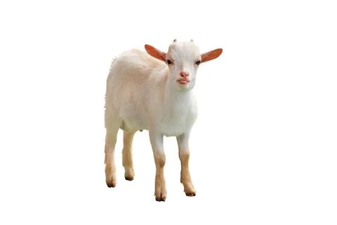 Pygmy goat Stock-Fotos