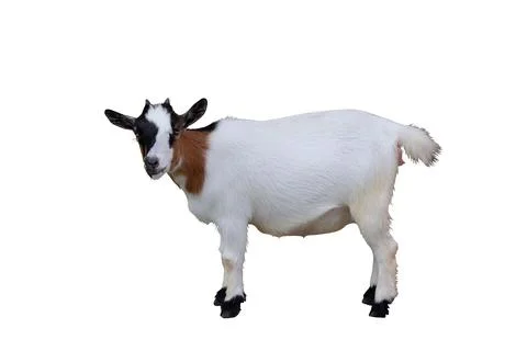 Pygmy goat Foto stock