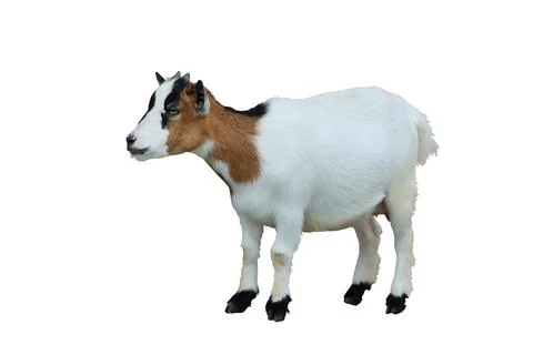 Pygmy goat Фото