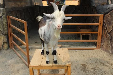 The Pygmy goat is smiling while standing on wooden table. Stock Photos