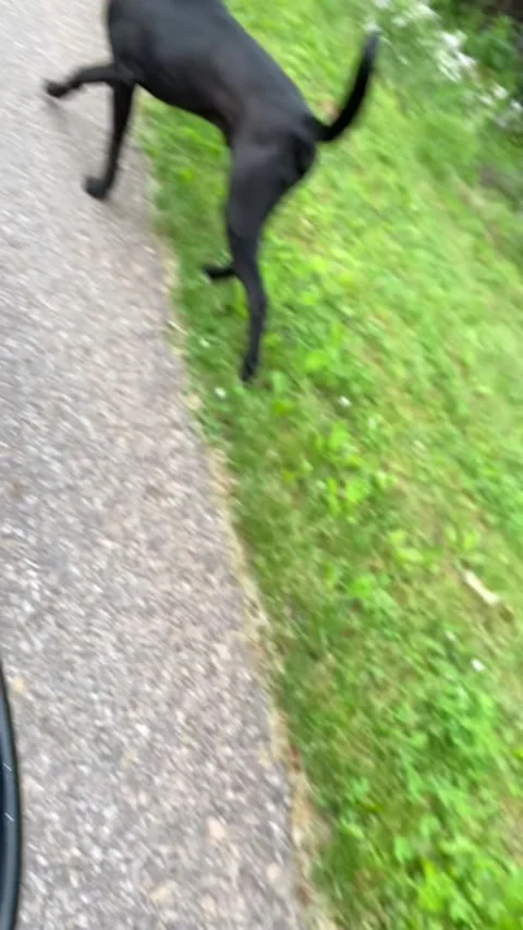 Pygmy Goat Tries to Stop Her Person Leaving Home, Brasstown, North Carolina, USA Stock Footage 205351353