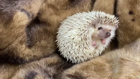 Pygmy hedgehog pet waking up Video stock 161077216