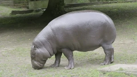 Pygmy Hippo eats grass - Full body shot Video stock 161113961