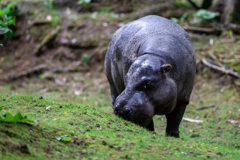 A pygmy hippo eats grass Foto stock