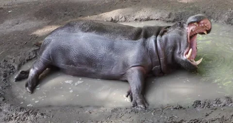 Pygmy hippo lying in a mud pool, suddenly yawning wide and showing teeth Stock Footage 320020636