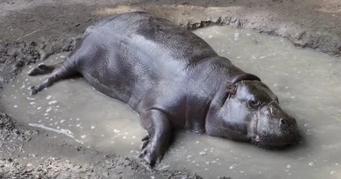 Pygmy hippo lying in a muddy puddle to cool down, motionless Stock Footage 320020661
