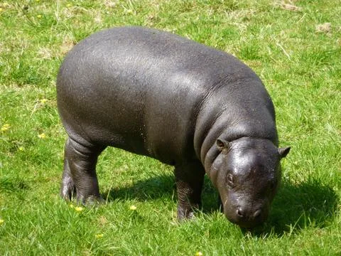Pygmy Hippo Stock Photos
