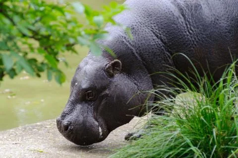 Pygmy hippo by the pool Stock Photos