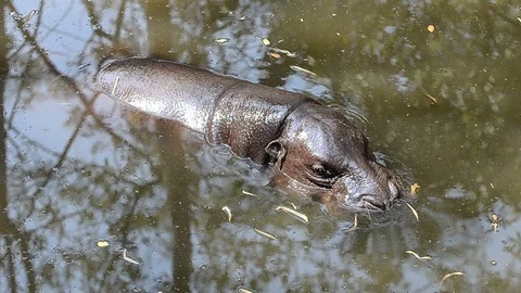 Pygmy hippo in the river Stock Footage 92707871