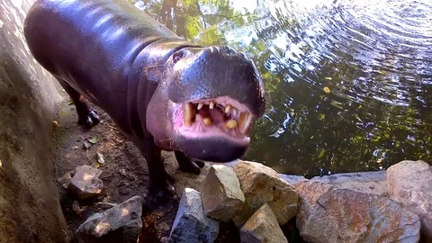 Pygmy hippo threatening 動画素材 80142739