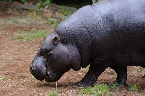 Pygmy hippo walking Stock Photos