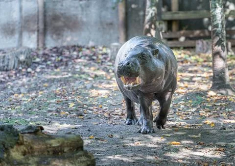 Pygmy hippopotamus at Edinburgh Zoo, Edinburgh, Scotland Stock Photos