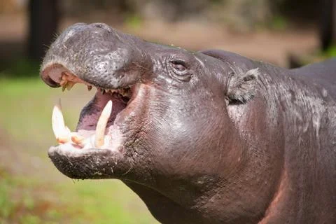 Pygmy hippopotamus Stock Photos