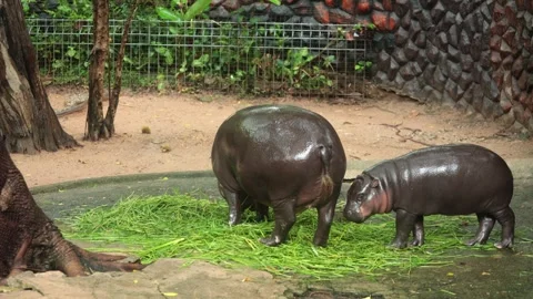 Pygmy hippos feeding on grass in their enclosure at Khao Kheow Open Zoo Stock Footage 307869941
