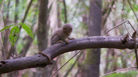 Pygmy Marmoset 7 Video stock 40980810