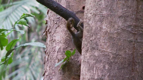 Pygmy Marmoset 8 Stock Footage 40981827