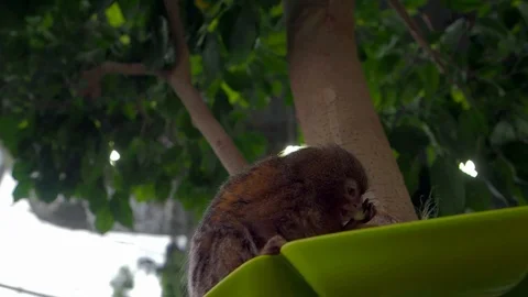 The pygmy marmoset eats a delicious Apple sitting on a green plate. Vídeo Stock 111919081