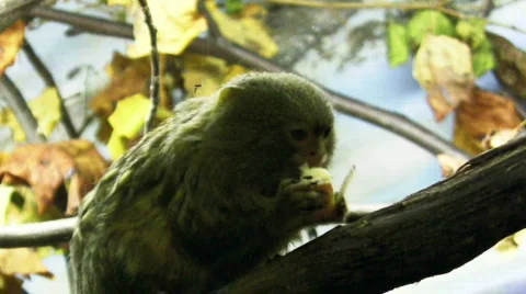Pygmy marmoset eats Stock Footage 280956
