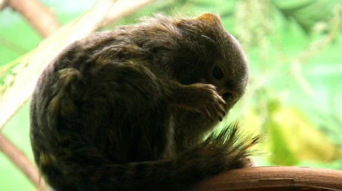 Pygmy marmoset Stock Footage 280572