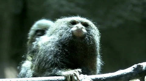 Pygmy marmoset Stock Footage 633092
