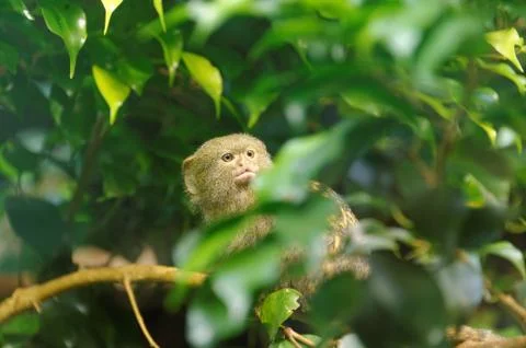Pygmy marmoset Stock Photos