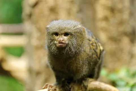 Pygmy marmoset Stock-Fotos