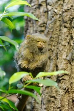 Pygmy marmoset Foto stock