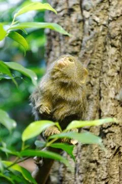 Pygmy marmoset Stock Photos