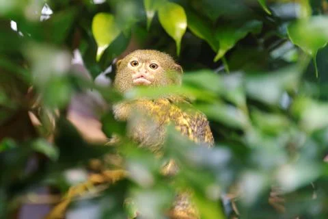 Pygmy marmoset Stock Photos