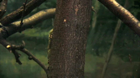 Pygmy marmoset in a tree Stock Footage 280612